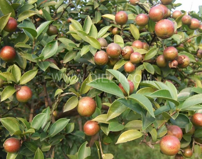 茶籽油壓榨設備認準企鵝機械，性能穩定操作便利(圖1)